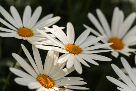 White daisy flowers. White daisy on a black background.の写真素材