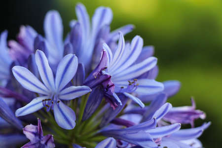 Closeup agapanthus. African lily. Blue flower of agapanthus africanus.の写真素材