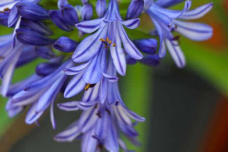 Closeup agapanthus. African lily. Blue flower of agapanthus africanus.の写真素材