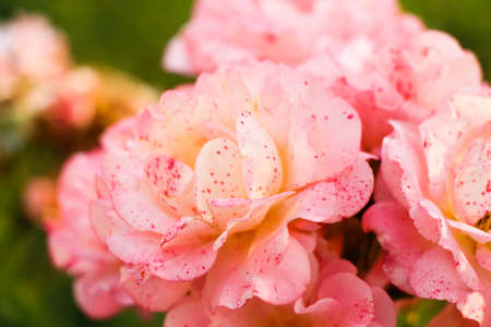 Beautiful pink roses in a garden. Field of pink roses (Rosaceae).の写真素材