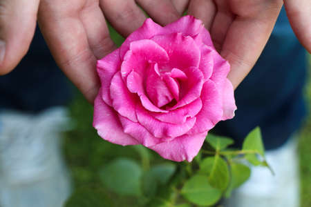 Pink rose in handsの写真素材