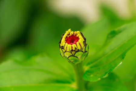Red yellow flower bud. Solitary yellow flower bud.の写真素材