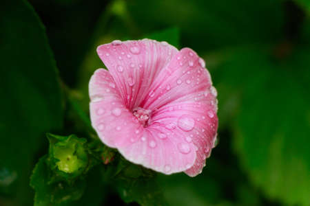 Close up view of the beautiful Annual Mallow (Lavatera trimestris) flower. Pink flower of Lavatera trimestris blossoming closeup. Flower Lavatera trimestris with rine drope in garden.の写真素材