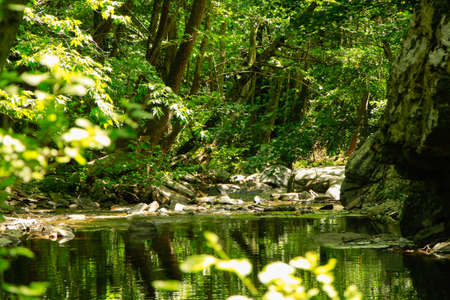 Bended trees above mountain river, fresh green leaves on branches. River in forest. Nature composition.の写真素材