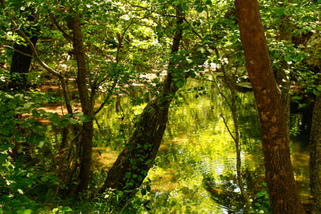 Bended trees above mountain river, fresh green leaves on branches. River in forest. Nature composition.の写真素材