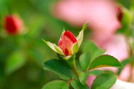 Rose buds in the garden over natural background. Red rose.の写真素材