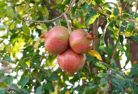 Pomegranate tree. Pomegranates branch. Branch with ripe pomegranate.の写真素材