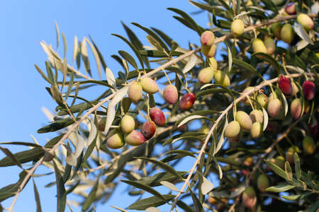 Detail of olive tree branch. Mature olives on tree.の写真素材