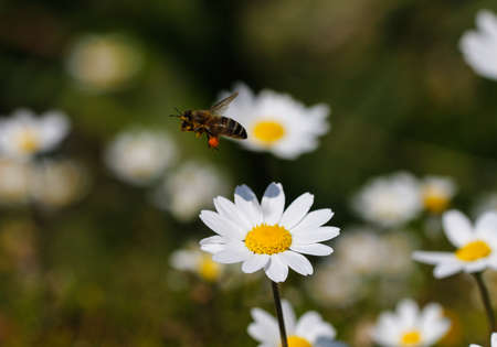 Bee with pollen. White daisy flowers. White daisies. Spring flowers.の写真素材