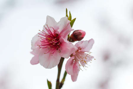 Apricot blossom. Tree branch with apricot flowers.の写真素材