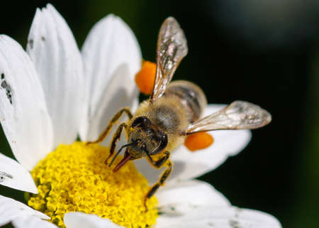 Close up bee with pollen. White daisy flowers. White daisies. Spring flowers.