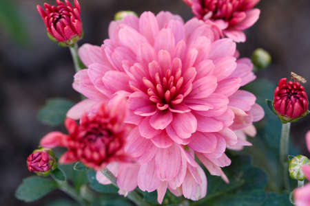 Colorful pink autumnal chrysanthemum background. の写真素材