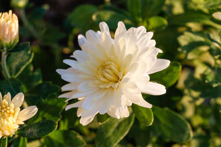 Colorful white autumnal chrysanthemum background. Chrysanthemum flower in the garden.の写真素材