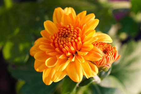 Colorful yellow autumnal chrysanthemum background. Chrysanthemum flower in the garden.