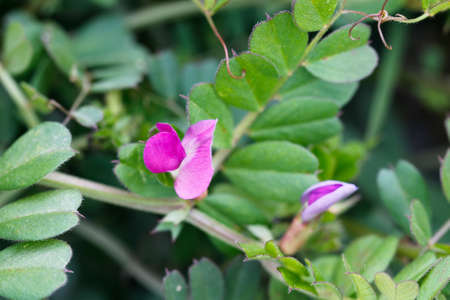Grass with pink flowers. Closeup pink flowers. Wild flowers in the meadow.の写真素材