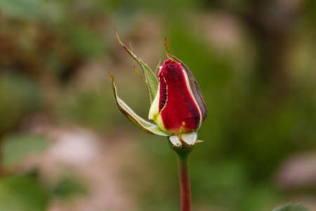 Closed rose. Flower red rose. Red rose bud in the garden.の写真素材