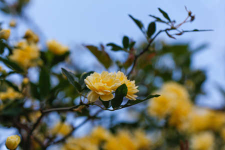 Climbing rose \'Golden Showers\'. Bush of yellow climbing roses in a garden with blue sky background.の写真素材