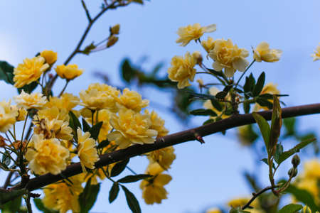 Climbing rose \'Golden Showers\'. Bush of yellow climbing roses in a garden with blue sky...