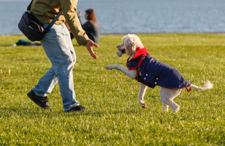 Dog and owner playing in the park. Man playing with dog. Friendship between human and dog. Shaking hand and paw.の写真素材