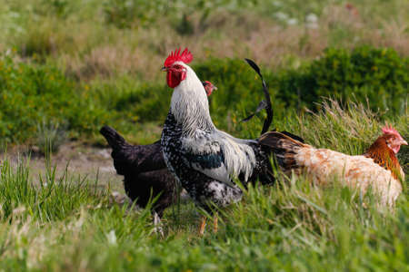 Rooster and Chickens. Free Range Cock and Hensの写真素材