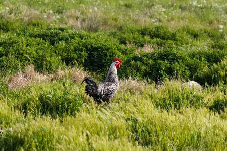 Beautiful Rooster (Male Chicken) on nature background.の写真素材