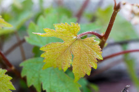 Grape vine leaves. Fresh green leaves background.の写真素材