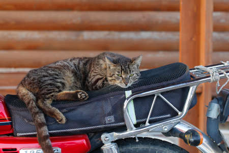 Cat sleeping on a motorcycle.の写真素材