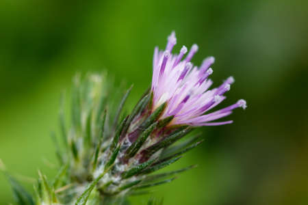 Spring floral background. Purple flowers background. Spring flowers.の写真素材