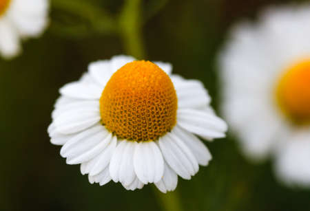 White daisy flowers. White daisies. Spring flowers.の写真素材
