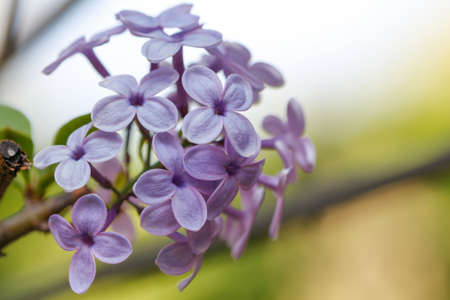 Close up beautiful lilac flowers with the leaves. Beauty world.の写真素材