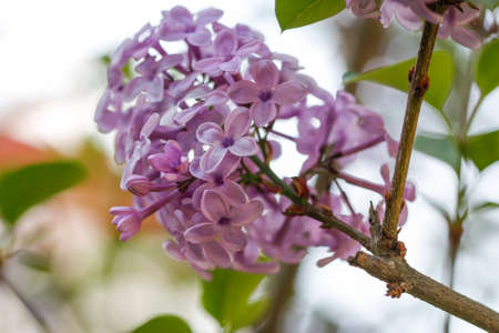 Close up beautiful lilac flowers with the leaves. Beauty world.の写真素材