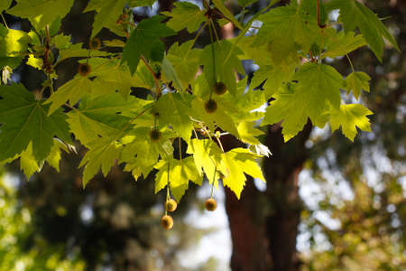 Plane tree leaves with sky background. Leaves of plane trees in the sunlight.の写真素材