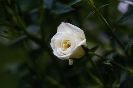 Beautiful white Rose flower. White rose in garden.の写真素材