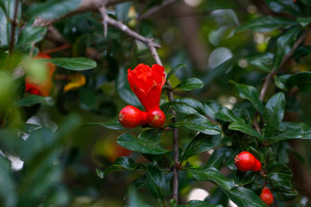 Pomegranate tree flowers. Garnet red flowers on a pomegranate tree. Pomegranate tree with green leafy background.の写真素材