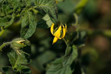 Tomato flowers on the stem. Growing tomatoes.