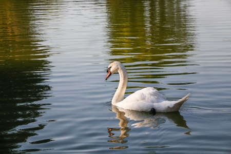 Swan floating in the river. Swan on blue lake water.