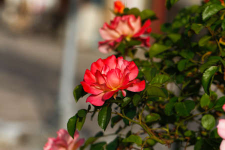 Beautiful multi-colored rose garden in spring.の写真素材