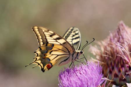 Close up butterfly. Giant swallowtail butterfly Papilio cresphontes feeding on purple wildflowers. Eastern giant swallowtail butterfly.の写真素材