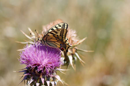 Close up butterfly. Giant swallowtail butterfly Papilio cresphontes feeding on purple wildflowers. Eastern giant swallowtail butterfly.の写真素材