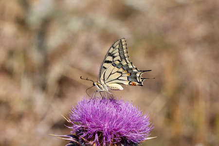 Close up butterfly. Giant swallowtail butterfly Papilio cresphontes feeding on purple wildflowers....