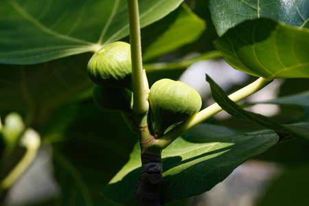 Fresh green fig growing on a tree. Figs on the tree.の写真素材
