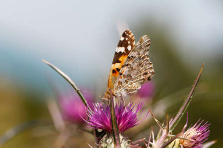 Butterfly on a purple flower. Beautiful orange butterfly.