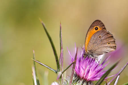 Butterfly on a purple flower. Beautiful orange butterfly.の写真素材