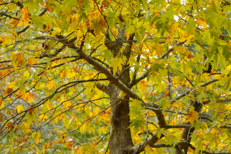 Colorful autumn leaves. Beautiful colorful autumn leaves on tree.の写真素材