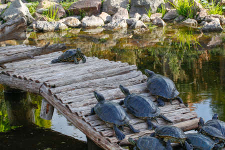 Turtles.の写真素材