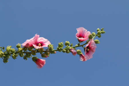 Beautiful pink flowers and blue sky.の写真素材