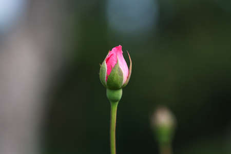 Beautiful pink rose bud. Pink rose blooming in garden.の写真素材