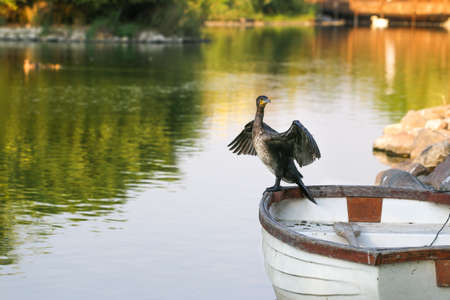 Cormorant perched on fishing boat. Cormorant on the lake.