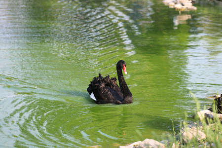 Black swan swimming in the lake.の写真素材
