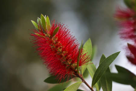 Red bottle brush flower. Red bottle-brush tree branch.の写真素材